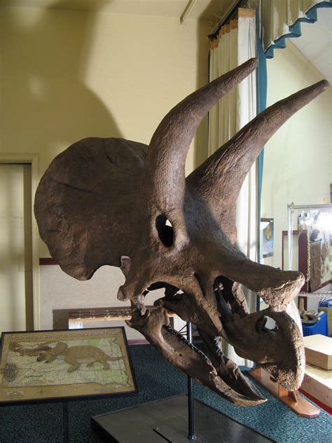 triceratops fossil replica